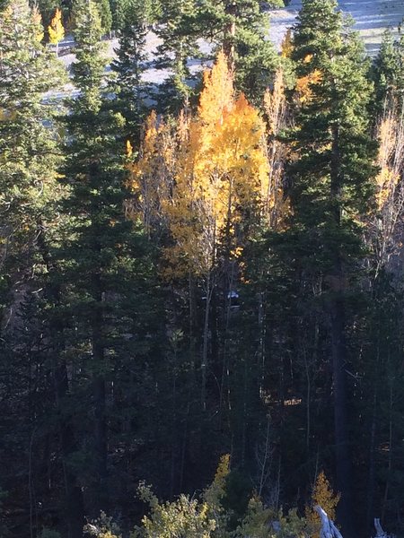 Upper Bristlecone Trail, Fall 2016