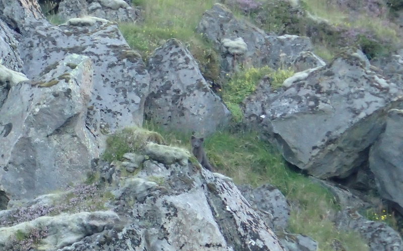 Sun was set, and hard to get a good picture of this arctic fox...hard to even see him in the first place. He was hiding behind some sheep, who didn't seem to mind. I first noticed him as a blur heading for some rocks as we passed near the sheep. I later saw him stick his head out for a peek, and then once more, before he darted into a den beneath the boulders. You'll find bird carcasses around the fields, just bones and feathers with the meat delicately picked away.