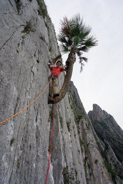 The palm tree on Pitch 5 (12b), classic! Photo by Callen Hearne