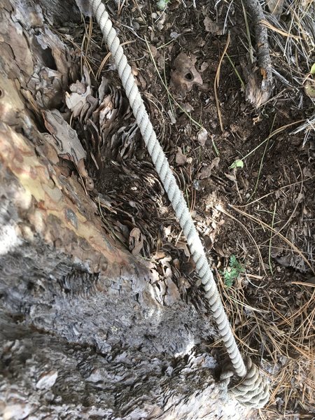 A section of "ancient" rope around a large Ponderosa Pine on Long Rib. This is one of just two bits of evidence we've found of past climbing in the Rib Cage.