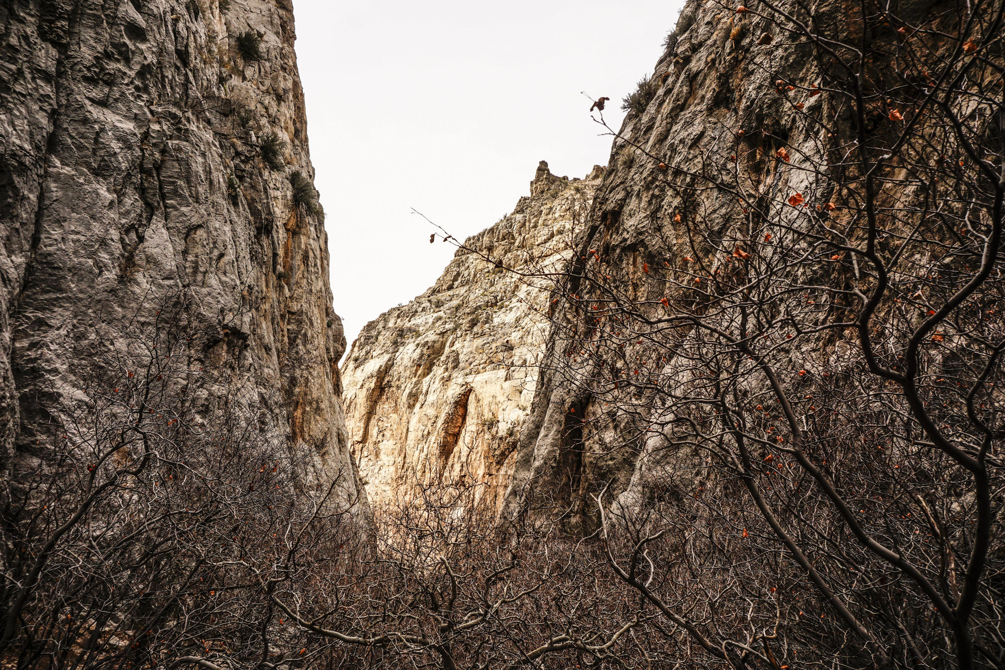 Redbud Canyon Looking Down Canyon During The Winter