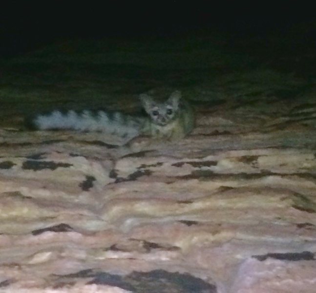 Ringtail spotted while rapping down Birdland on 2/2/17