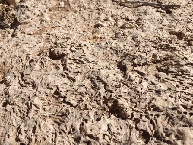 someone from the area told me these are some sort of marine fossils (found on the creekbed in the canyon)