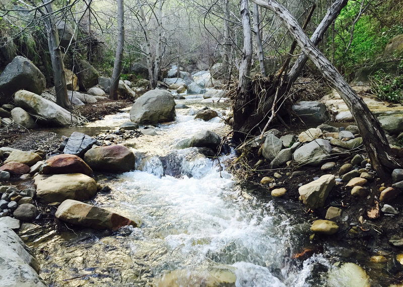 San Ysidro Canyon has been transformed by this winter's rain - one February storm dropped 11 inches of rain over 3 days. Tons of brush has been scoured from the stream-bed and part of the climbers trail has washed out.