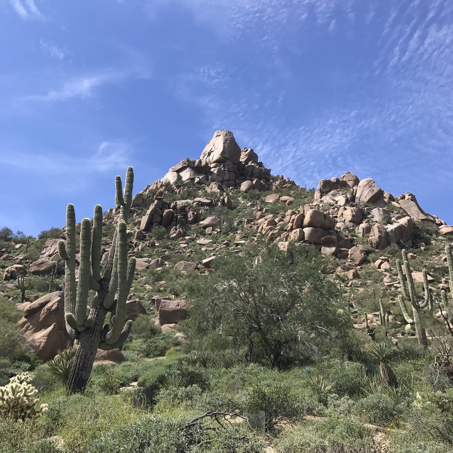 bank of america pinnacle peak