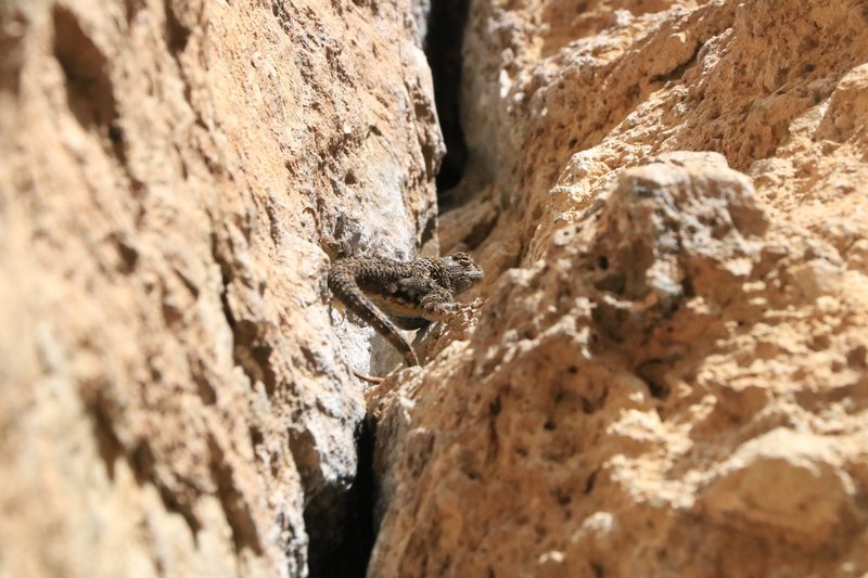 Even the lizards know that stemming is the key