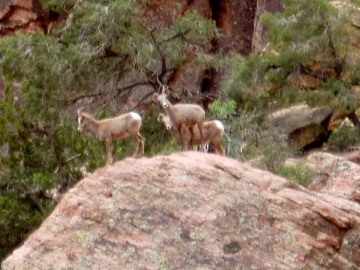 Big Horn sheep - taken from near top of descent gully