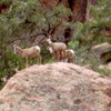 Big Horn sheep - taken from near top of descent gully