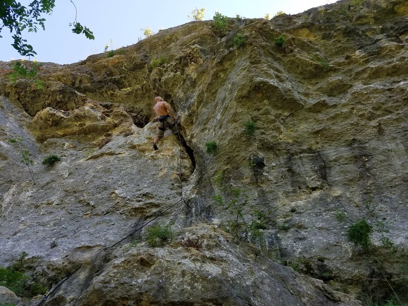 Climbing insane tree hugger