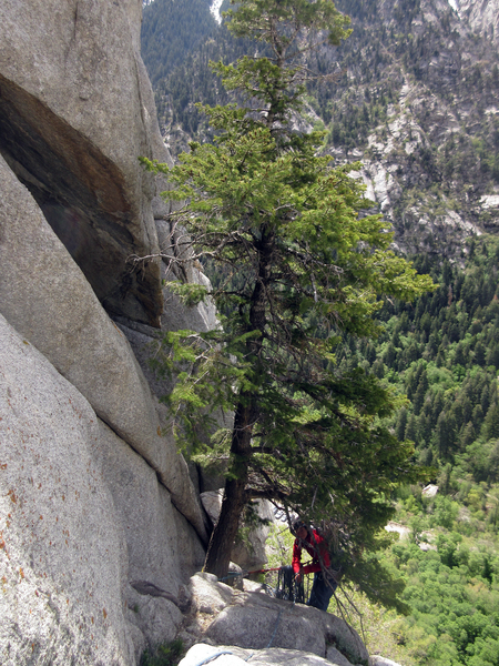 The awkward belay from the pine tree at the right end of Fat Man's Ledge. I think this belay is only a good idea for climbing Scumbag Crack.