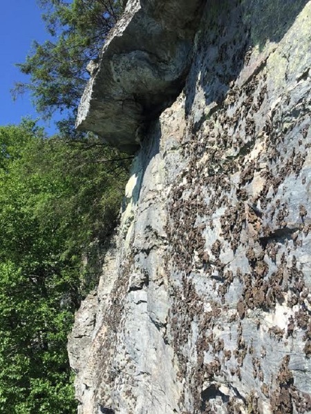 Looking at the larger roof from the rappel. Two 60m ropes take you all the way to the bottom from the rap station.