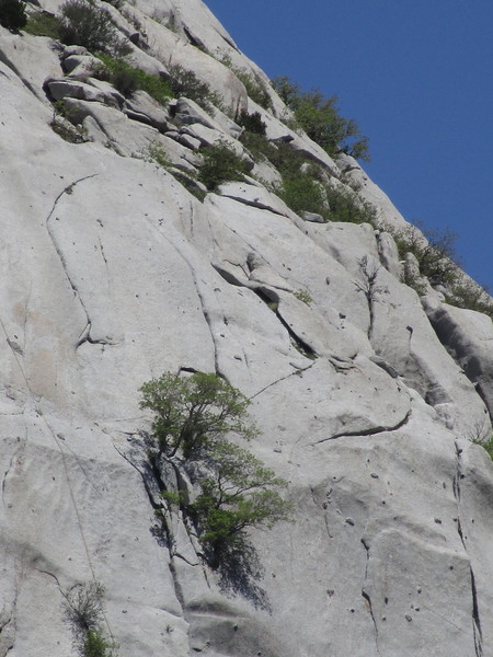 P2 as seen from the road. Variation 1 is the crack LT above the tree, variation 2 is the center crack above the tree. Chains atop the pitch are visible as well as the intermediate rapelle atop Callitwhatyouplease. Using that 2 rap path, a 70 just reaches the ground.