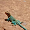 Common Collared Lizard at Indian Creek