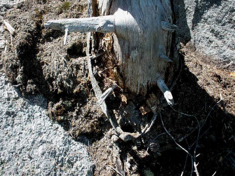 "Ancient Artifact" on now-dead pine tree just right of the P2 belay bolts.