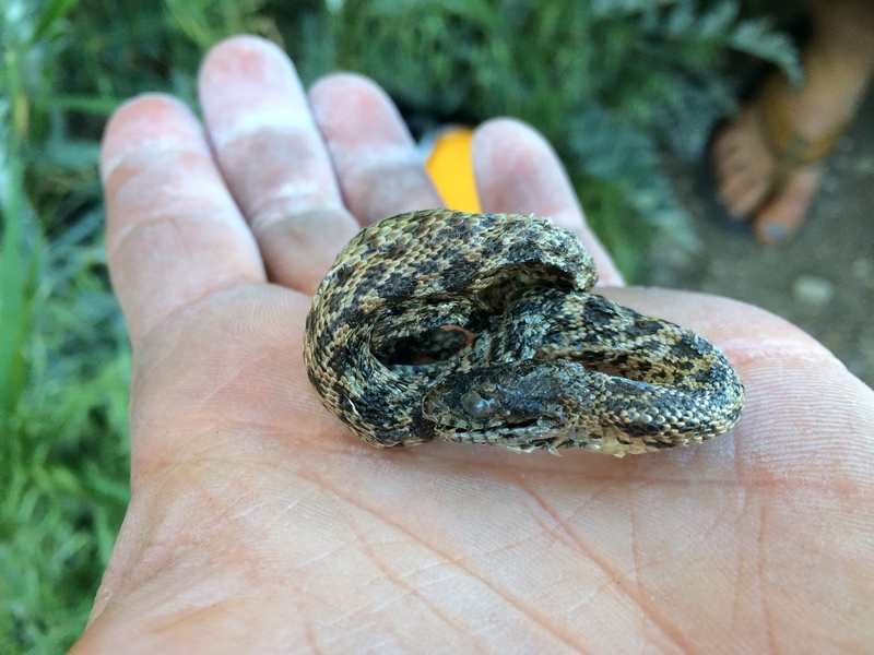 I pulled this dead snake out of one of the upper pockets. No Joke.