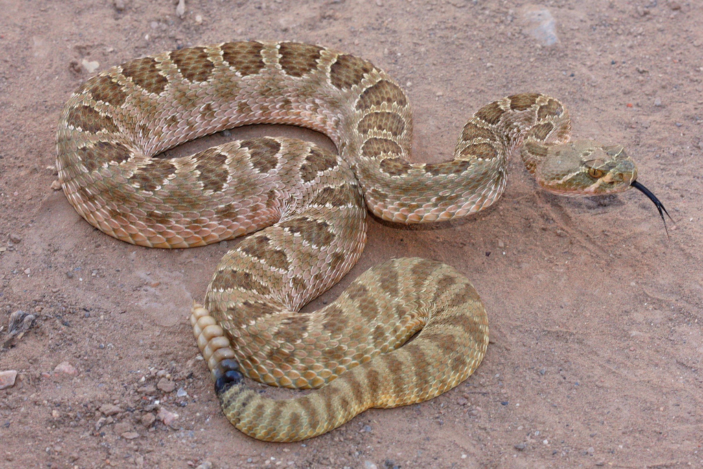 Crotalus Viridis (prairie Rattlesnake, Western Rattlesnake, Great ...