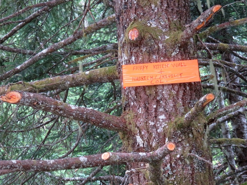 Sign for Fluffy Kitten Wall on tree near parking spot on road.