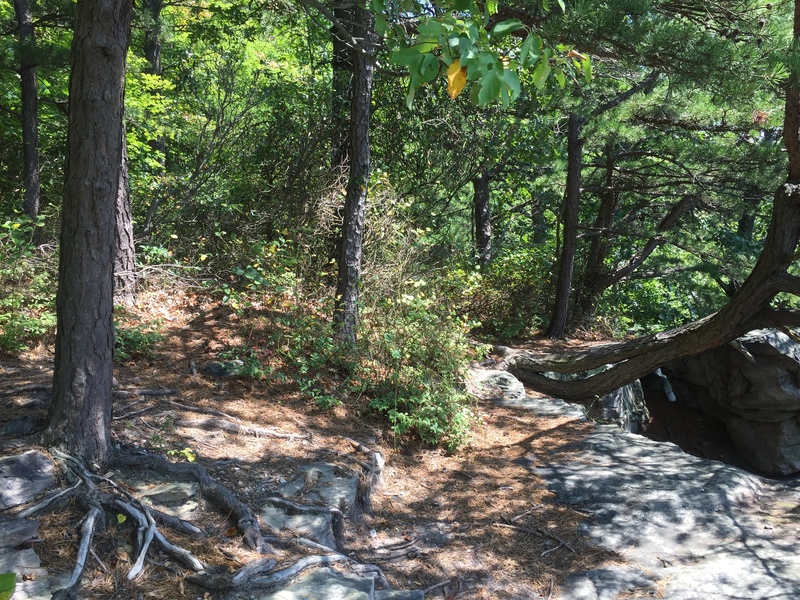 For TR the two trees on the left are going to be your best bet for a tree anchor for this route