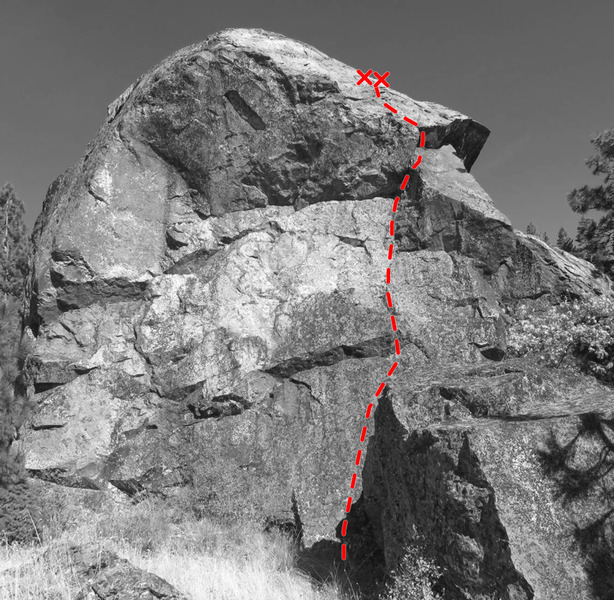 Topo of the Dog's Nose