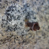 egregious macro of an old bolt on Clay