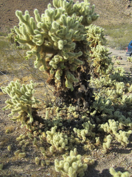 Teddy Bear Cholla. The branch segments break off easily and start new cacti like all of these little ones.