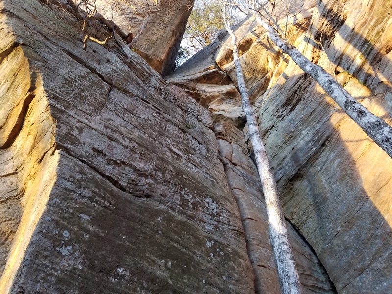 Climb is the crack right behind the tree