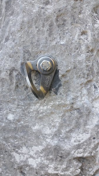 New ASCA bolt on Mr. Patacca