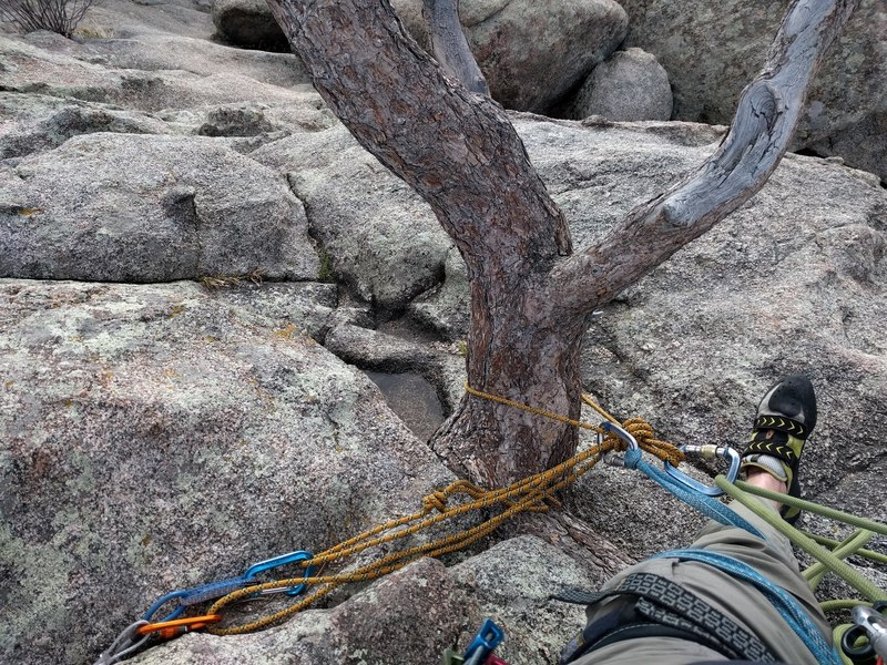 The tree anchor at the top of the route.