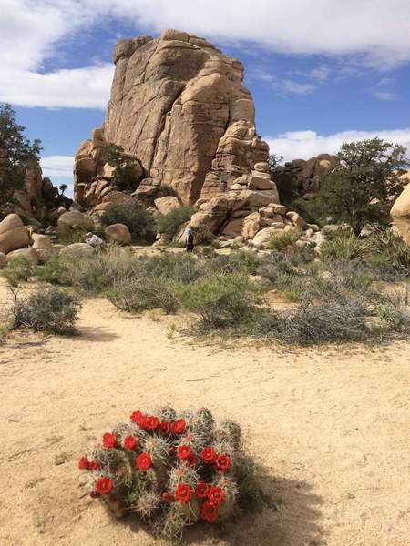 Cactus bloom & Sports Challenge Rock.