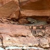 Angry Rattlesnake (See rattlesnake topo + 4/19/18 comment).  BE CAREFUL!!