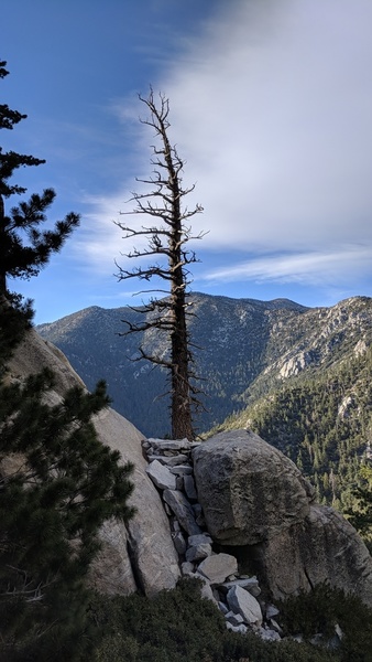 Find this tree on the North Gully desent to access the top of the Y-Crack buttress.