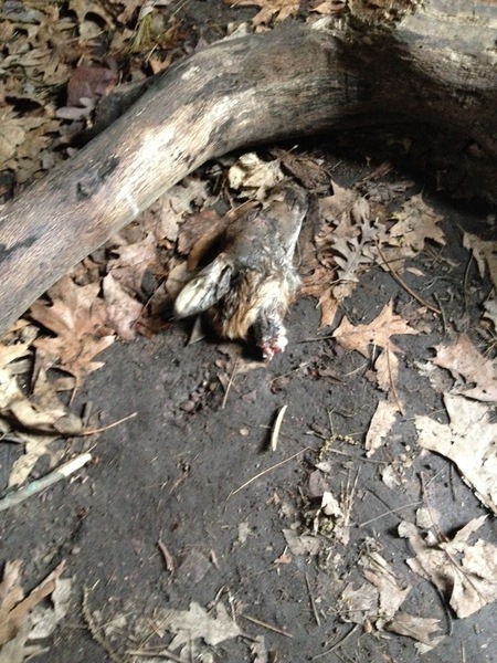 At the base of Darkside today there was what could be a mountain lion kill, I am guessing, after the recent reports. First time I've seen something like this around the area. I couldn't find tracks but it rained a lot recen