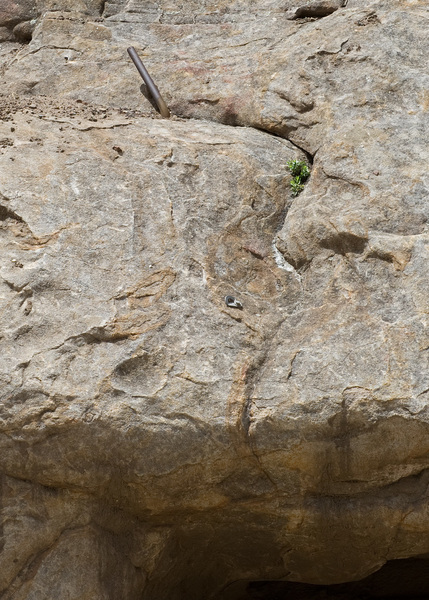 San Ysidro - May 25, 2018
<br>
The first bolt on ROI, located 25 feet off the ground, was flattened as debris was carried down the canyon. The pipe located another 5 feet higher was bent over by debris.