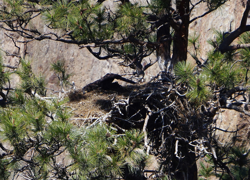 so big, but still looking quite helpless - long lens shot of the eaglet