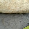 Baby rattlesnack under Peanut boulder
