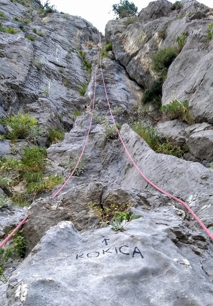 Kokica from the bottom