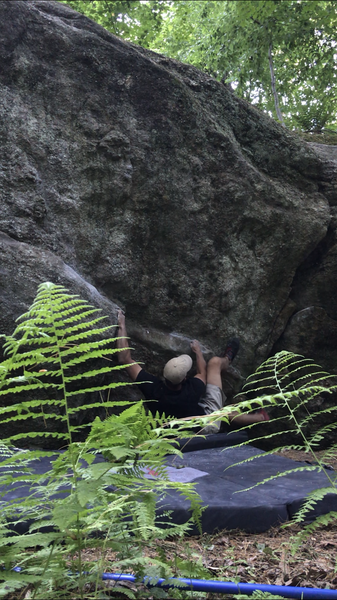 A fern shot.