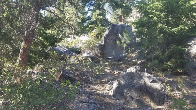 View of Tree Spot boulder form the River Trail