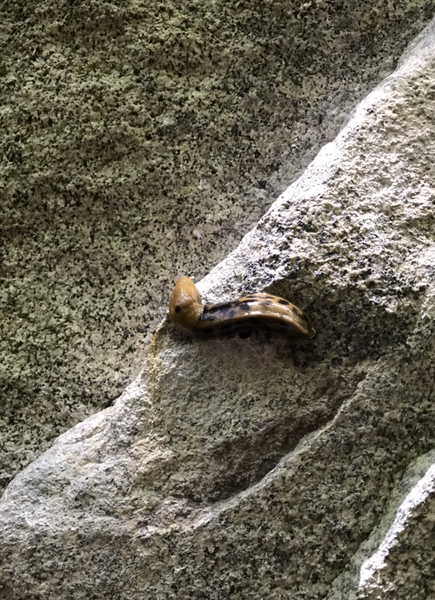 Adding some extra friction on a hot summer morning in the forest