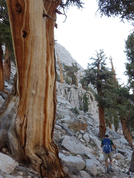 the rare and very cool foxtail pines (Pinus balfouriana) found around Meysan Lakes