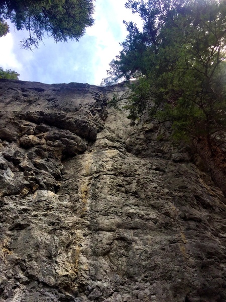 The route showing the steep flake and the tree it stands next to.