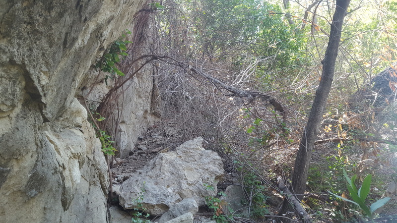 Dead poison oak tree at the base, ready for removal. The boulder pictured here was later rolled down to the start of Malibu's Most Wanted.