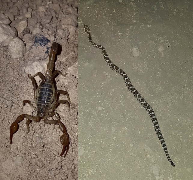 You might find these guys around on a summer evening, just like in Burma.