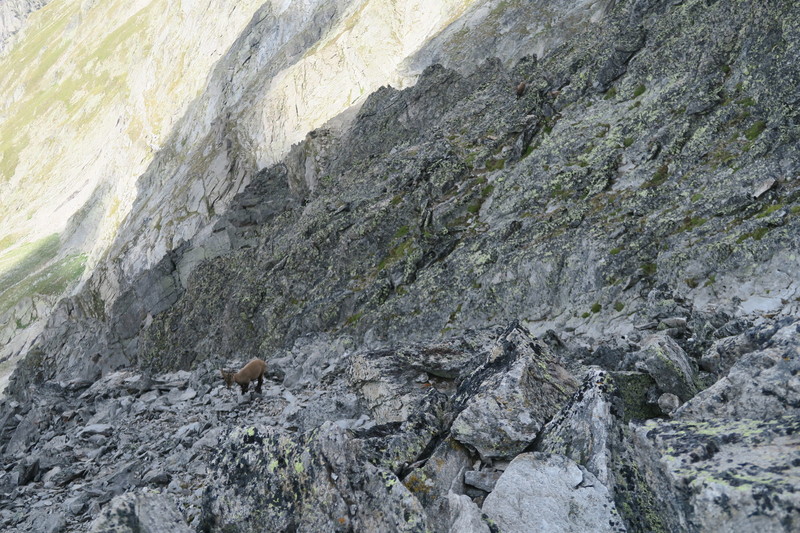 Young ibex, as seen from the ridge.