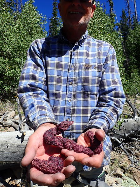 Bear scat in Shangri La. Somebody has been eating too many raspberries!