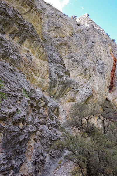 Gray streak in center of photo. The cave can just be seen behind the tree to the right.