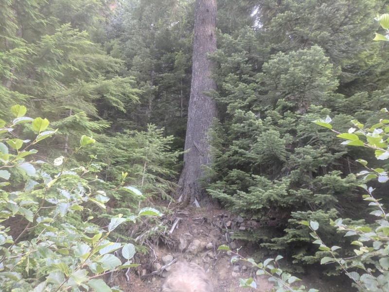 arrow nailed to tree to show start of Brother Mike approach trail. we missed this on the way up and went up road 100 yards before turning right at the drainage, i think.  will try this way next time.  ha! next time...