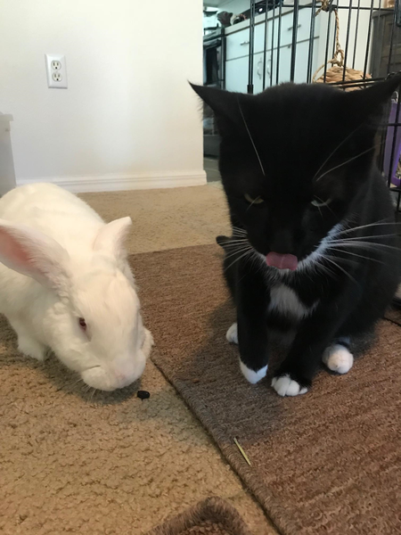 Chaucer, on left, was abandoned by his owners at a parking lot dumpster. Stoker, on right, found a temporary home at a Central Florida diner. Now living the resort life.