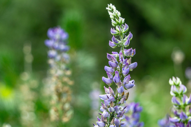 Lupin in the Sierras
<br>
<br>
Photo by Dalton Johnson
<br>
www.daltonjohnsonmedia.com
<br>
@daltonjohnsonmedia