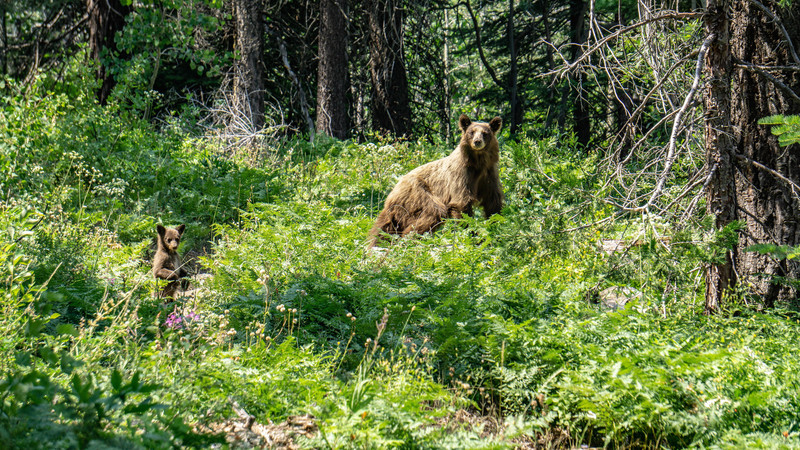 Momma bear with cub.
<br>
<br>
Photo by Dalton Johnson
<br>
www.daltonjohnsonmedia.com
<br>
@daltonjohnsonmedia
